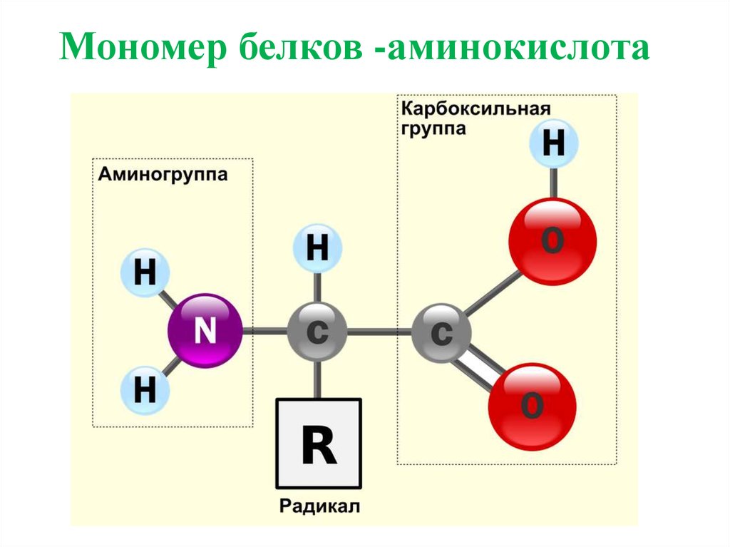 Белки состав мономеры. Схема строения молекулы аминокислоты. Строение белковых мономеров аминокислот. Белки химическое строение мономера. Строение аминокислоты мономеры.