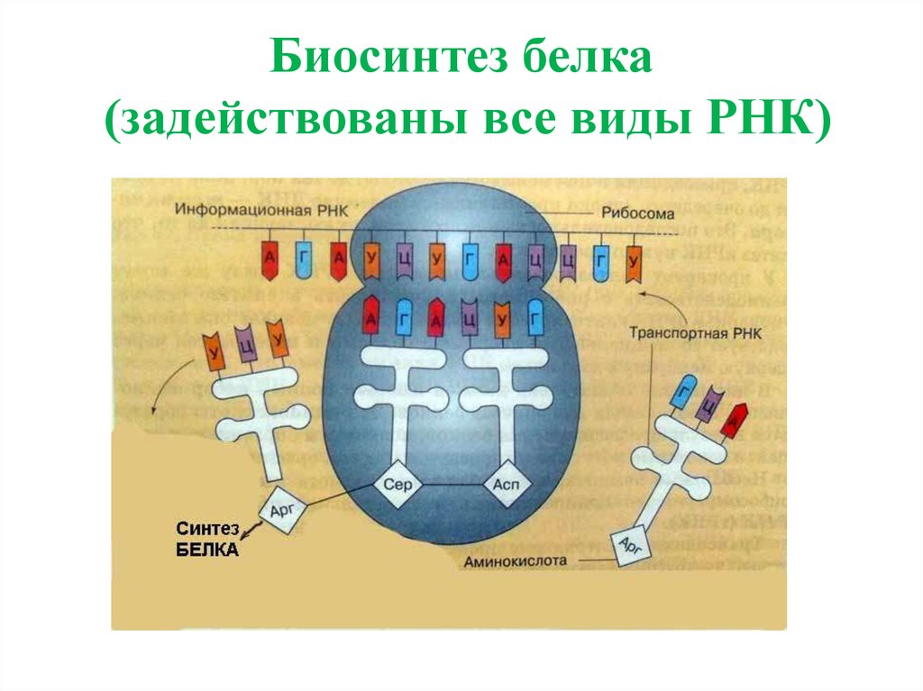 Названия этапов биосинтеза белка. Схема синтеза белка в рибосоме. Схема синтеза белка в рибосоме трансляция. Трансляция Биосинтез белка на рибосоме. Синтез белка ДНК МРНК.