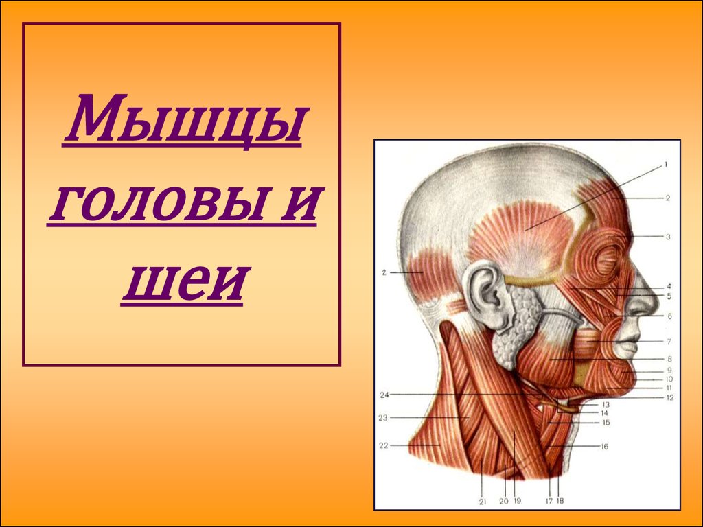 Песня голова шея. Мышцы головы анатомия. Строение мышц головы и шеи. Мышцы головы и шеи презентация.