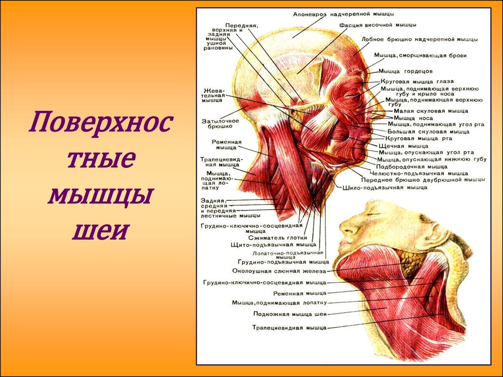 Мышцы головы и шеи презентация