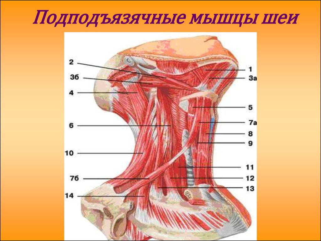 Мышцы шеи анатомия. Мышцы шеи анатомия миология. Мускулюс дигастрикус. Двубрюшная мышца шеи анатомия. Лопаточно-подъязычная мышца (m. omohyoideus).