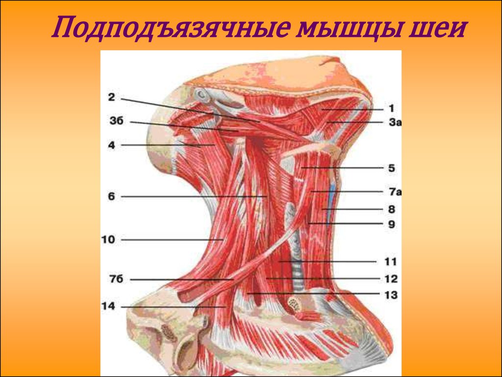 Поверхностные мышцы шеи. Мышцы шеи анатомия миология. Мускулюс дигастрикус. Двубрюшная мышца шеи анатомия. Лопаточно-подъязычная мышца (m. omohyoideus).