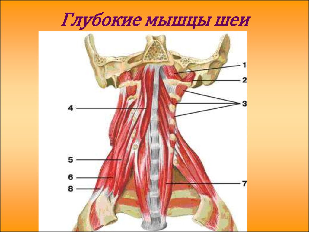 Мышцы головы рисунок