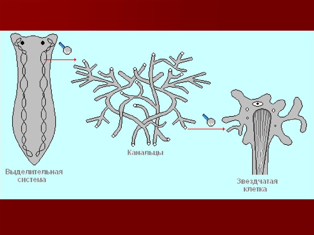 Выделительная система плоских червей