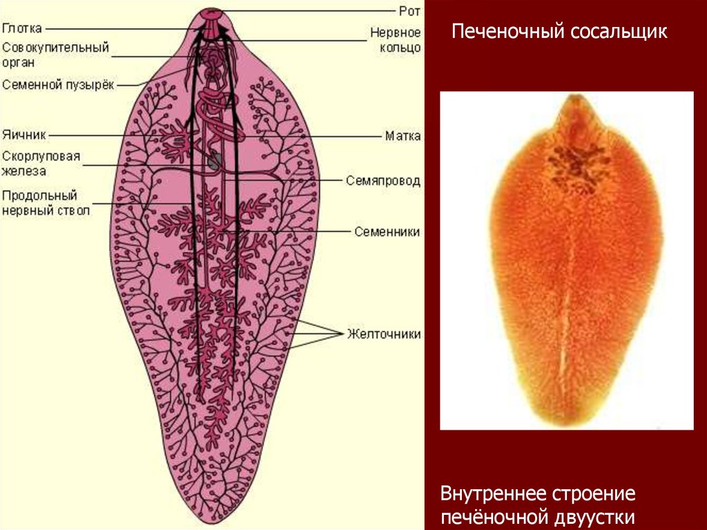 Строение половой системы фасциолы. Печёночный сосальщик (Fasciola hepatica). Морфология. Строение покровов печеночного сосальщика. Половая система легочного сосальщика.