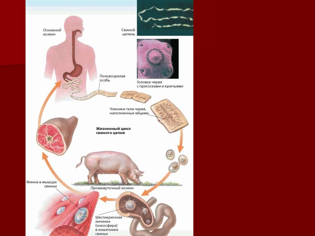 Образ жизни ленточных червей. Свиной цепень жизненный цикл схема. Свиной Солитер жизненный цикл. Цикл развития свиного солитера схема. Свиной цепень жизненный цикл промежуточный хозяин.