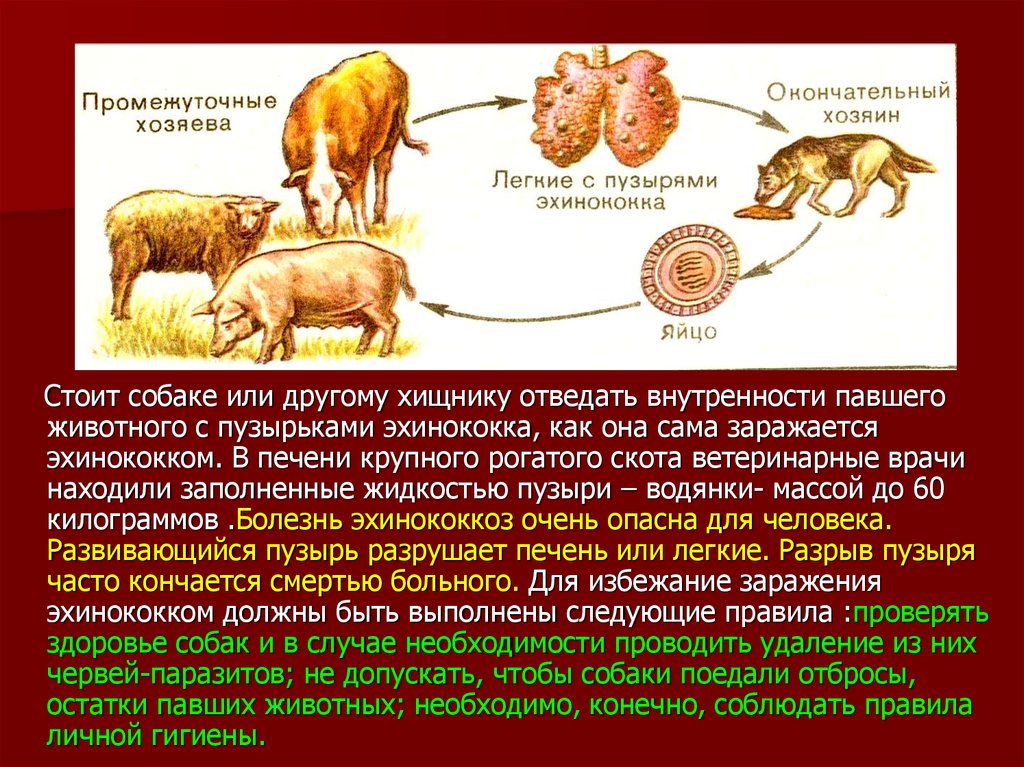 Окончательные хозяева сосальщиков