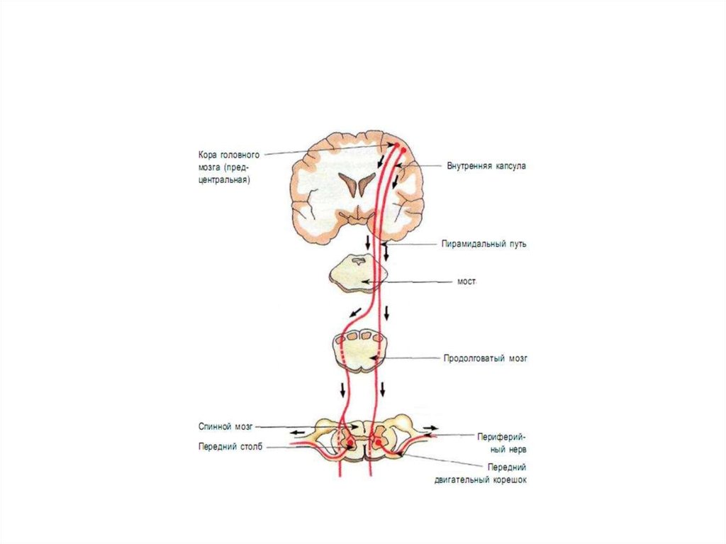 Tractus gangliospinothalamocorticalis схема