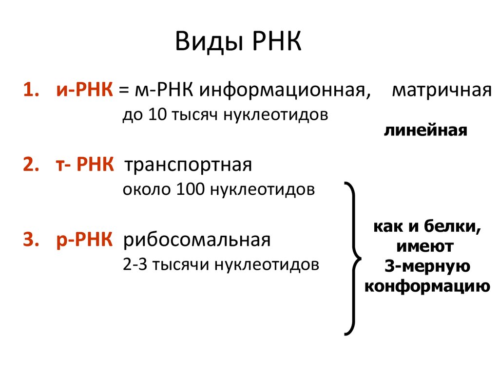 Примеры рнк. Функции и строение различных типов РНК. Структура и виды РНК. Строение и функции разных видов РНК. РНК ИРНК ТРНК РРНК кратко.