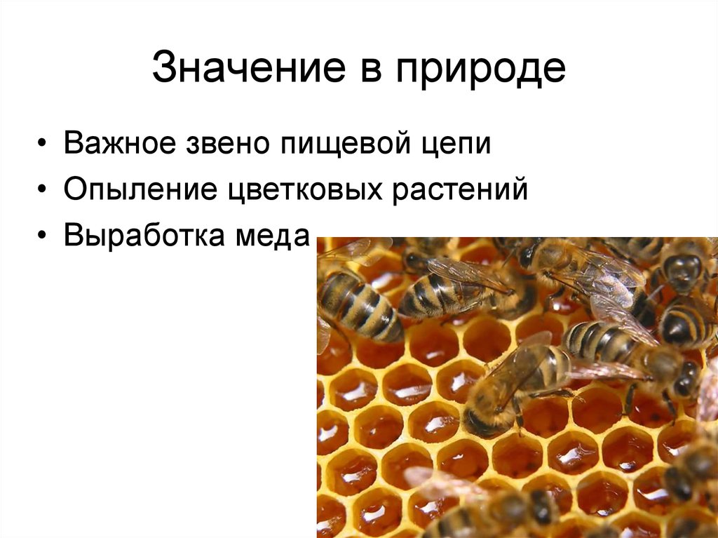 Пчелы в жизни человека. Пчелы. Роль пчел в природе. Значение пчёл в природе и жизни человека. Значение пчел.
