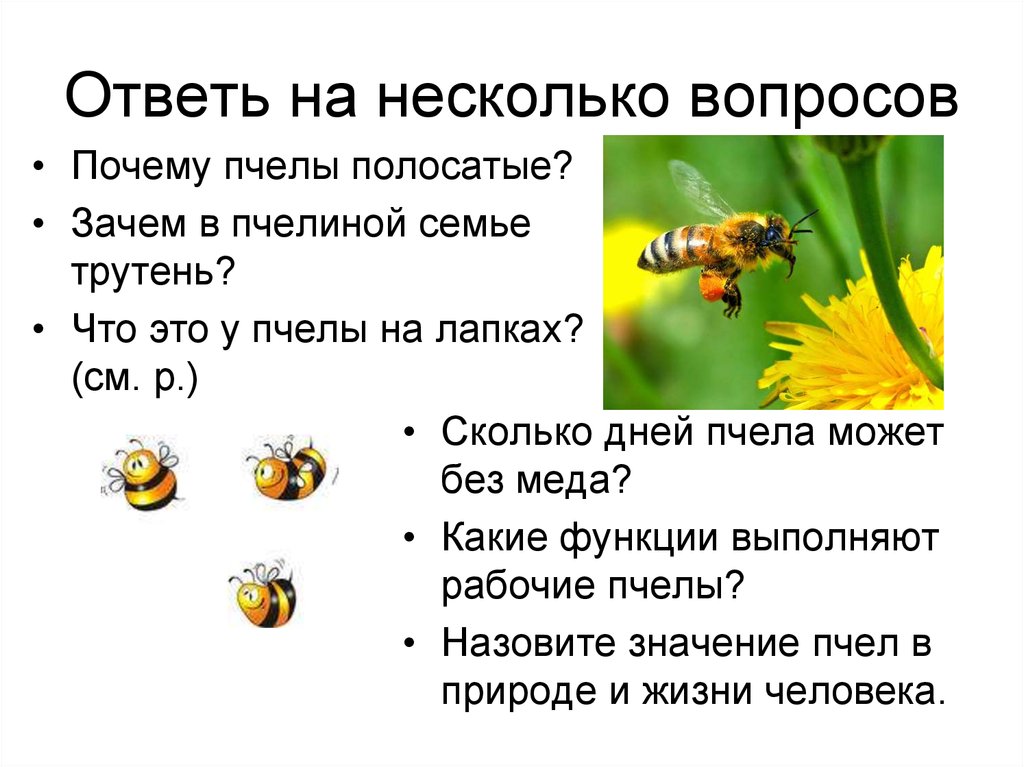 Зачем пчелы. Почему пчелы полосатые. Почему у пчелы полоски?. Ответь на несколько вопросов. Зачем пчелам полоски.