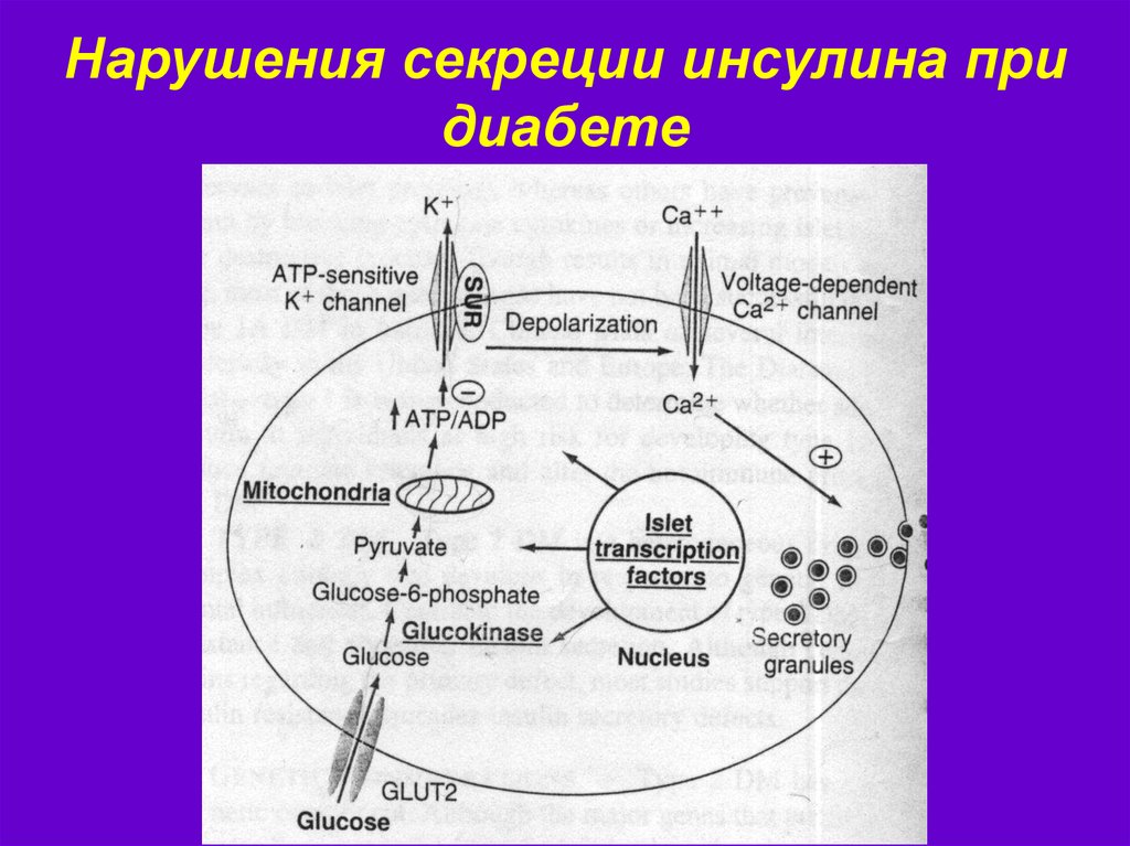 Самым сильным стимулятором выработки инсулина является