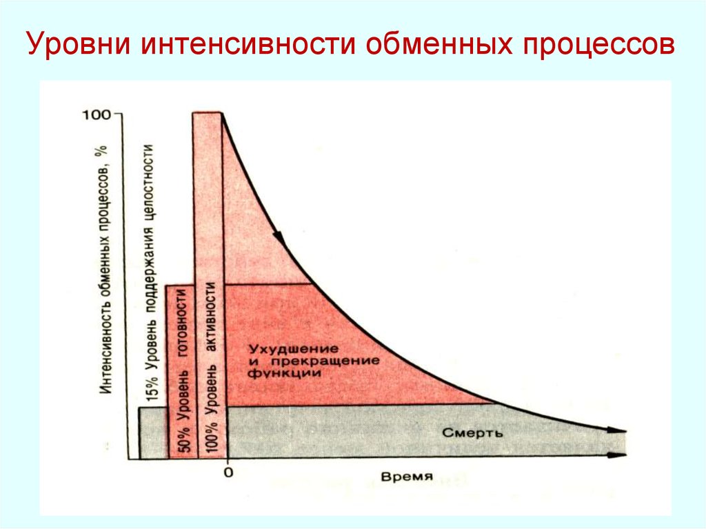 Интенсивность обмена веществ. Интенсивность обменных процессов. Интенсивность метаболических процессов. Интенсивность обменных процессов животных. Метаболизм график.