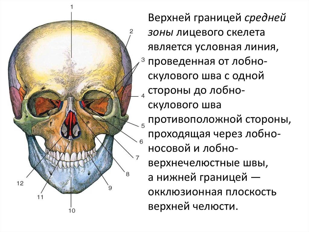Лицевой скелет черепа. Верхняя челюсть кость черепа анатомия. Скуловая кость черепа анатомия. Кости лицевого черепа анатомия строение. Нижняя челюсть кость черепа анатомия.