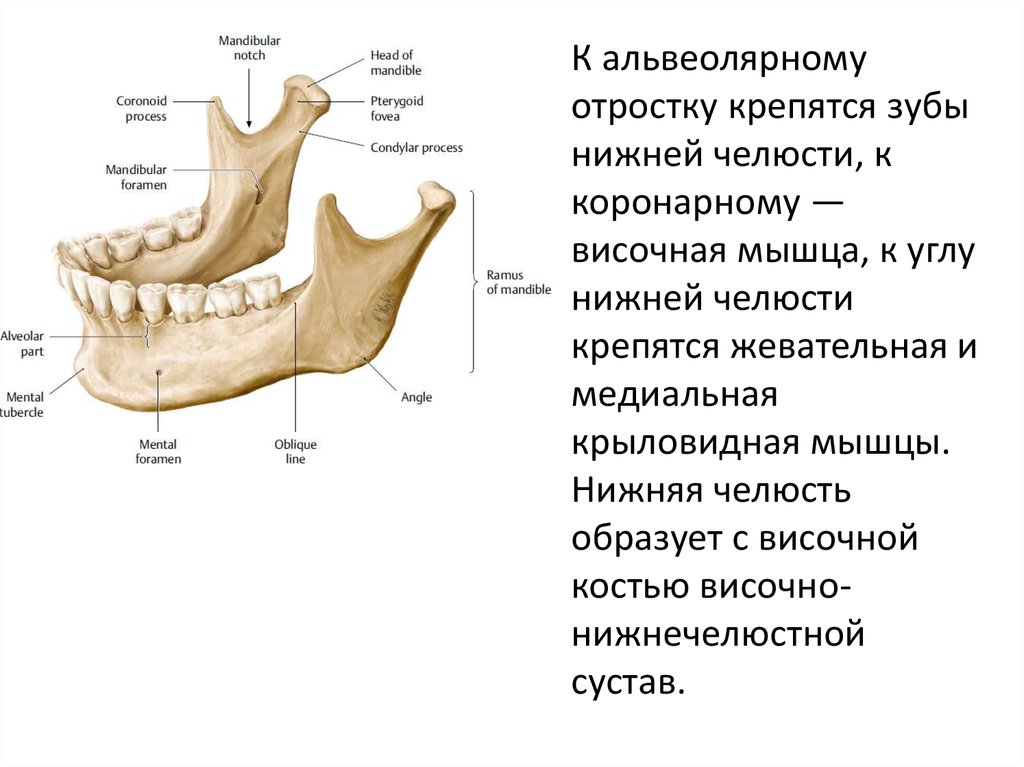 Нижний край нижней челюсти. Альвеолярный отросток нижней челюсти. Альвеолярный отросток нижней челюсти анатомия. Альвеолярный отросток кости верхней челюсти. Край альвеолярного отростка нижней челюсти.