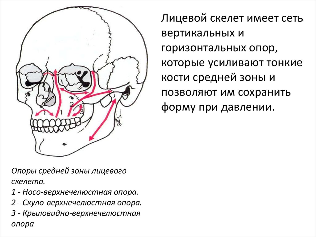 Развитие лицевой области. Зоны челюстно лицевой области. Челюстно-лицевой скелет. Кости челюстно лицевой области. Перелом лицевого скелета.