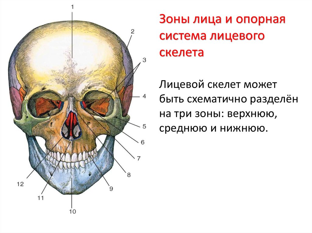 Лицевой скелет черепа. Лицевой скелет. Кости лицевого черепа. Перелом костей лицевого черепа.