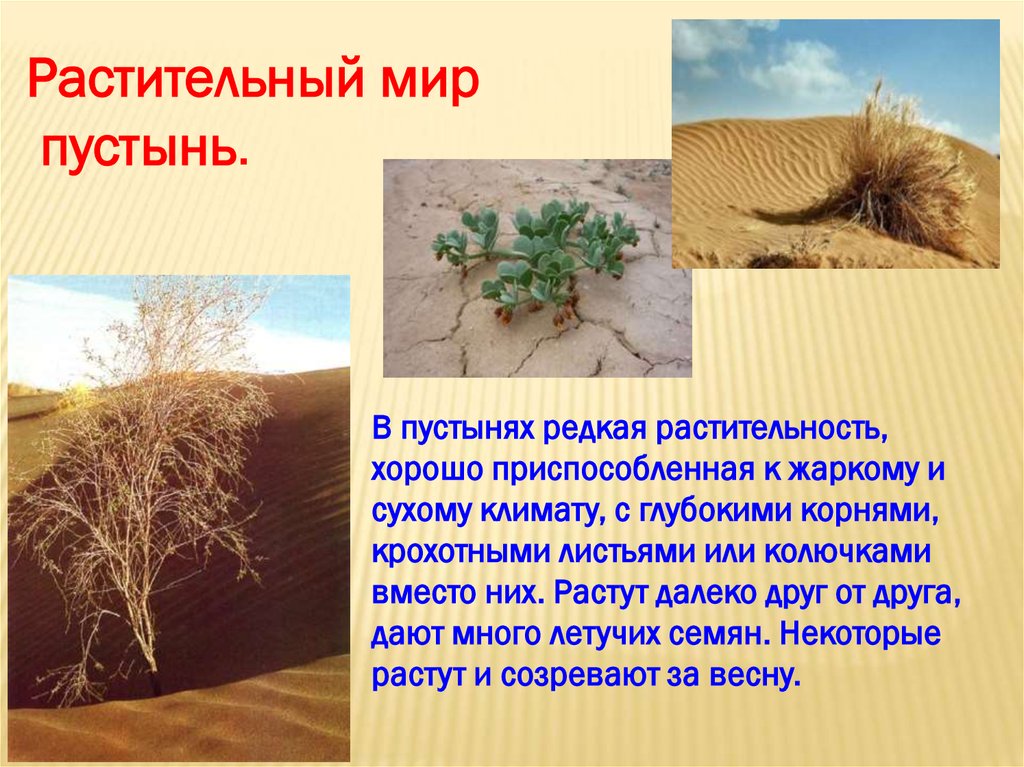 Растения пустыни 5 класс биология. Растительный мир зоны пустынь и полупустынь России. Растительный мир пустынь и полупустынь. Растения в пустыне и полупустыне.