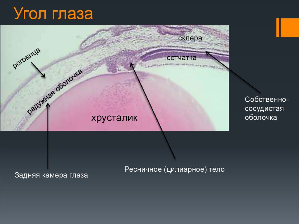 Угол глаза схема гистология