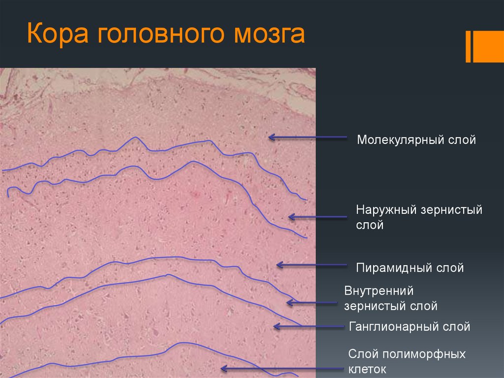 Слои клеток головного мозга. Слои коры головного мозга гистология. Слои коры головного мозга гистология препарат.