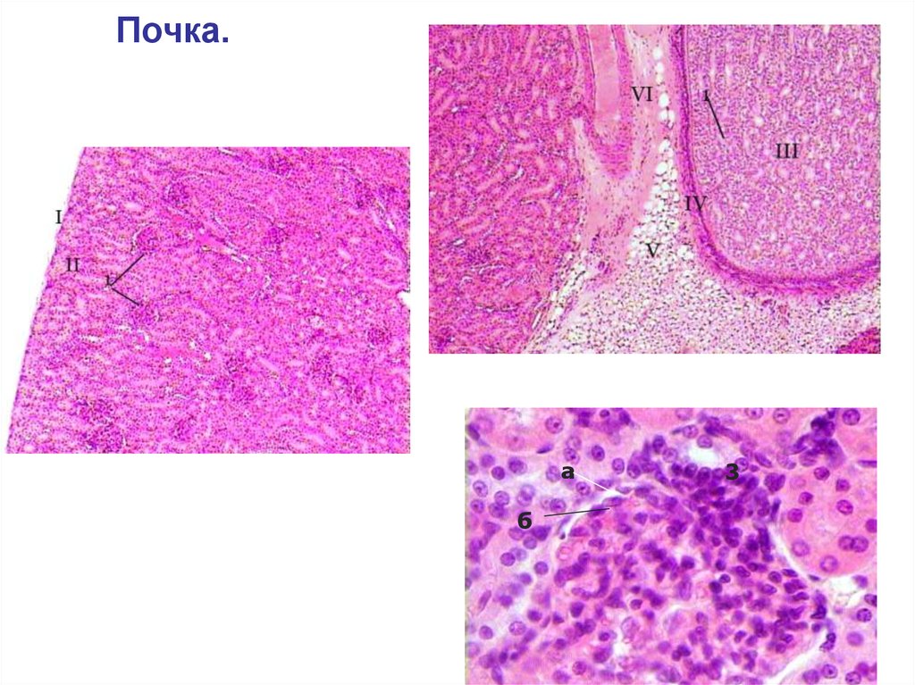 Почка гистология рисунок с подписями