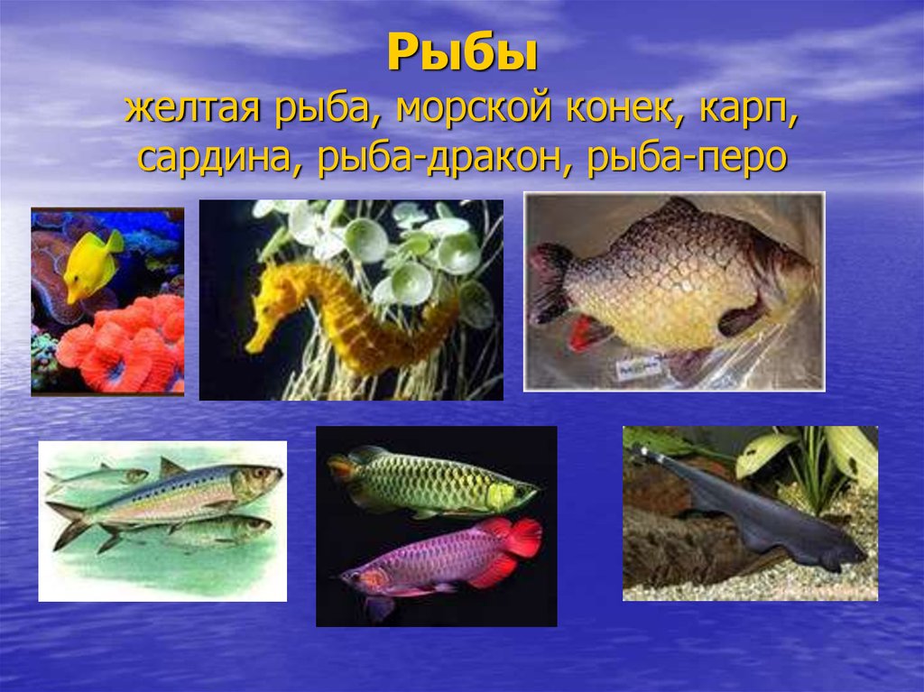 Птицы рыбы предложение. Предложение про рыбок. Предложение про рыбу. Рыба с перьями. Рыба Перу.