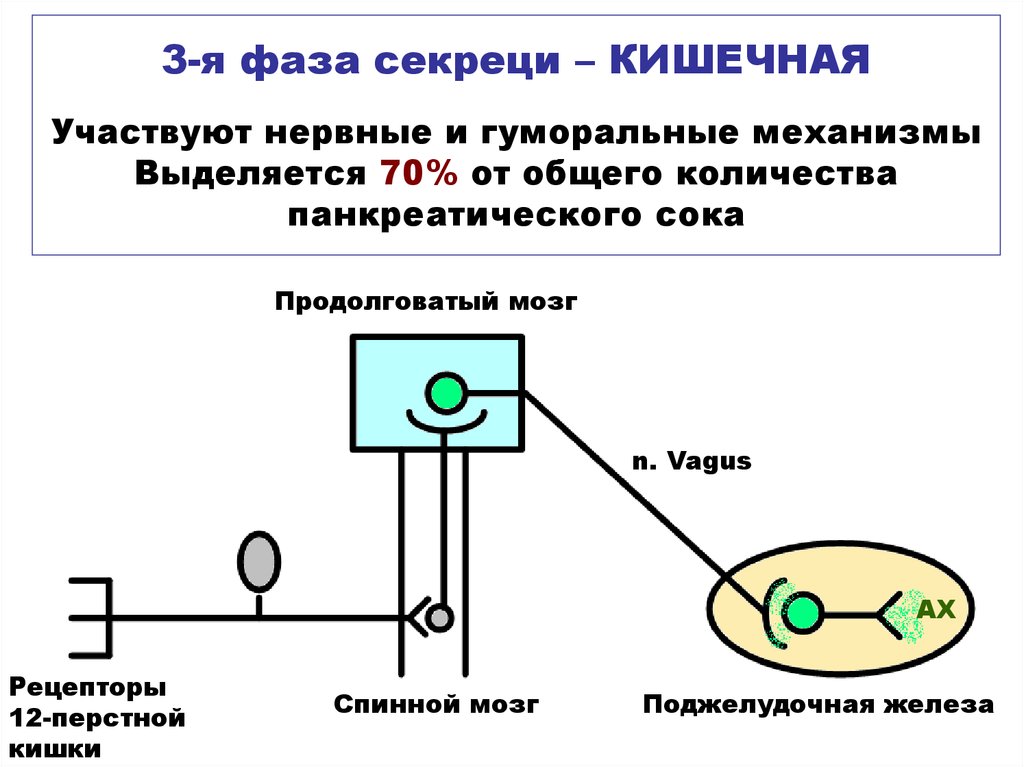 12 перстная кишка центральный узел гуморальной регуляции пищеварения схема