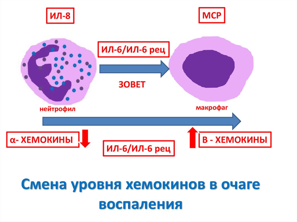 Хемокины. Гуморальные факторы врожденного иммунитета ( комплемент. Функции макрофагов в очаге воспаления. Функции нейтрофилов в очаге воспаления.