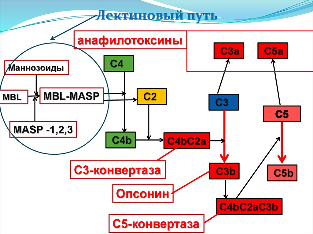 Путь c. Анафилотоксины с3а. Анафилотоксины системы комплемента. Лектиновый путь. Компоненты комплемента анафилотоксины.