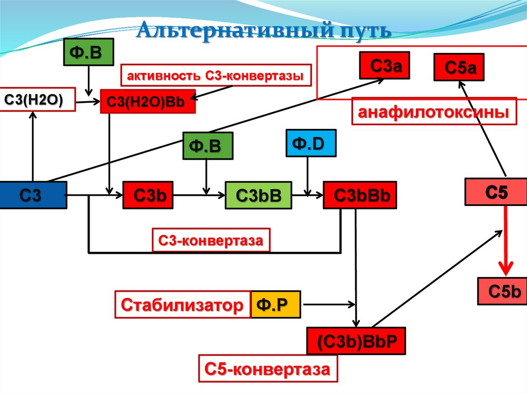 Путь c. Альтернативный путь. С3 конвертаза альтернативного пути. Конвертаза альтернативного пути активации комплемента. Реакции образования с3-конвертазы.