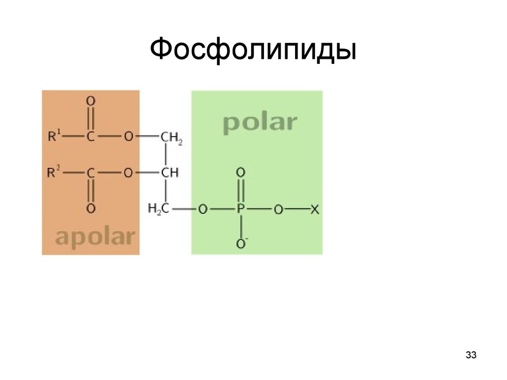 Фосфолипиды. Общая формула фосфолипидов. Общая структурная формула фосфолипидов. Фосфолипиды структурная формула. Фосфолипиды представители формулы.