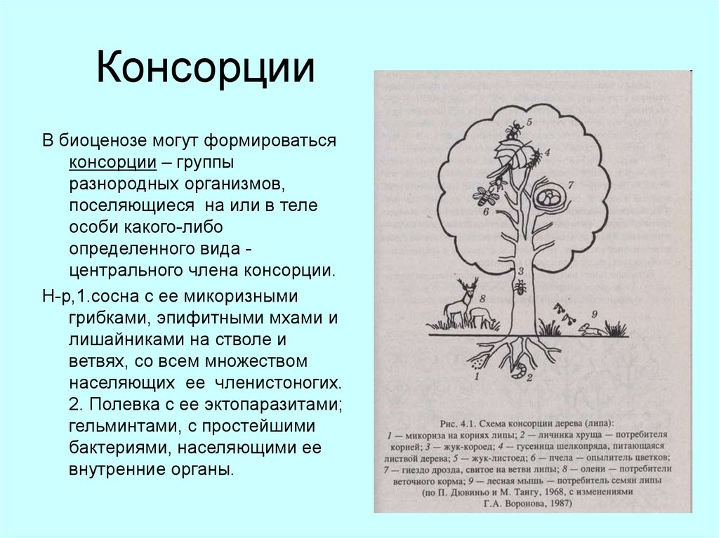 Схема дуба. Консорции в экологии. Структура консорции. Схема строения консорции. Пример консорции.