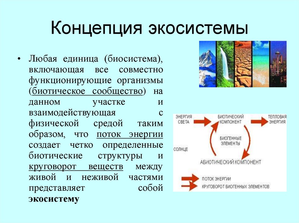 Процесс развития экосистемы. Концепция экосистемы. Понятие экосистемы. Понятия и концепции экосистем. Концепция экосистемы и биогеоценоза.