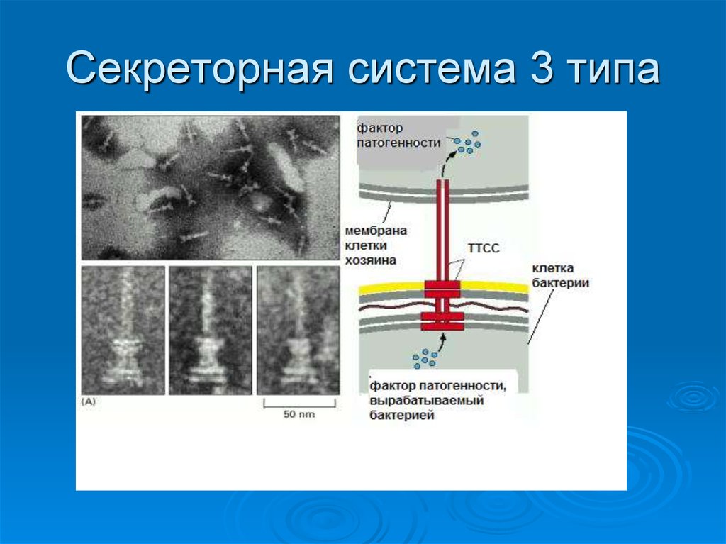 3 типа секреции