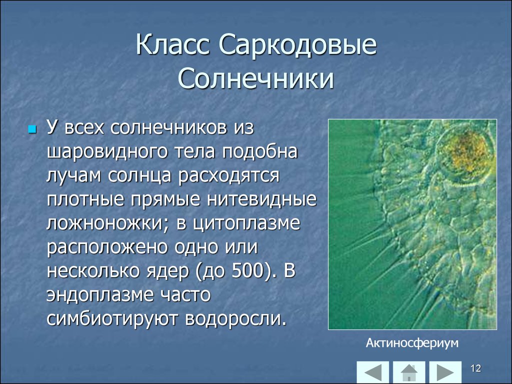 Саркодовые таблица. Саркодовые солнечники. Простейшие класс Саркодовые. Общая характеристика Солнечников. Солнечник одноклеточное.