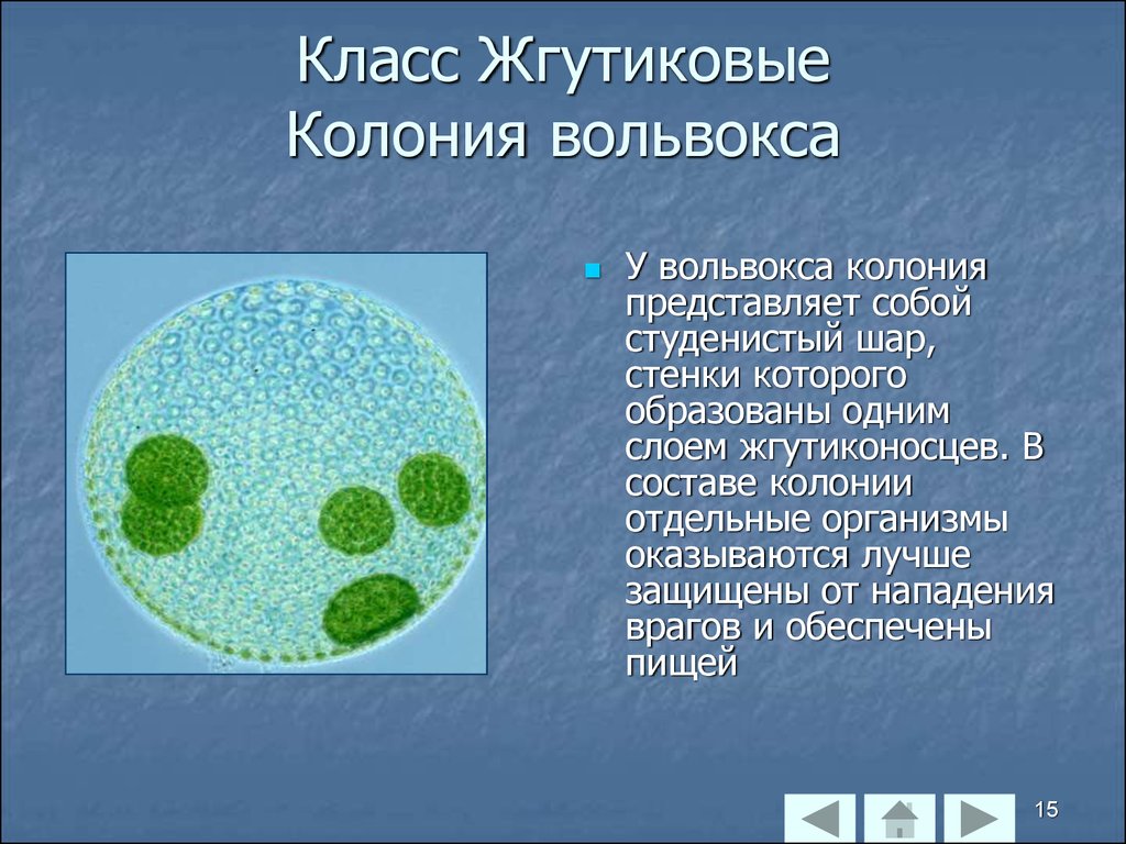 Простейшие колонии. Колониальные жгутиконосцы вольвокс. Одноклеточные водоросли вольвокс. Вольвокс жгутиковые. Одноклеточные организмы вольвокс.