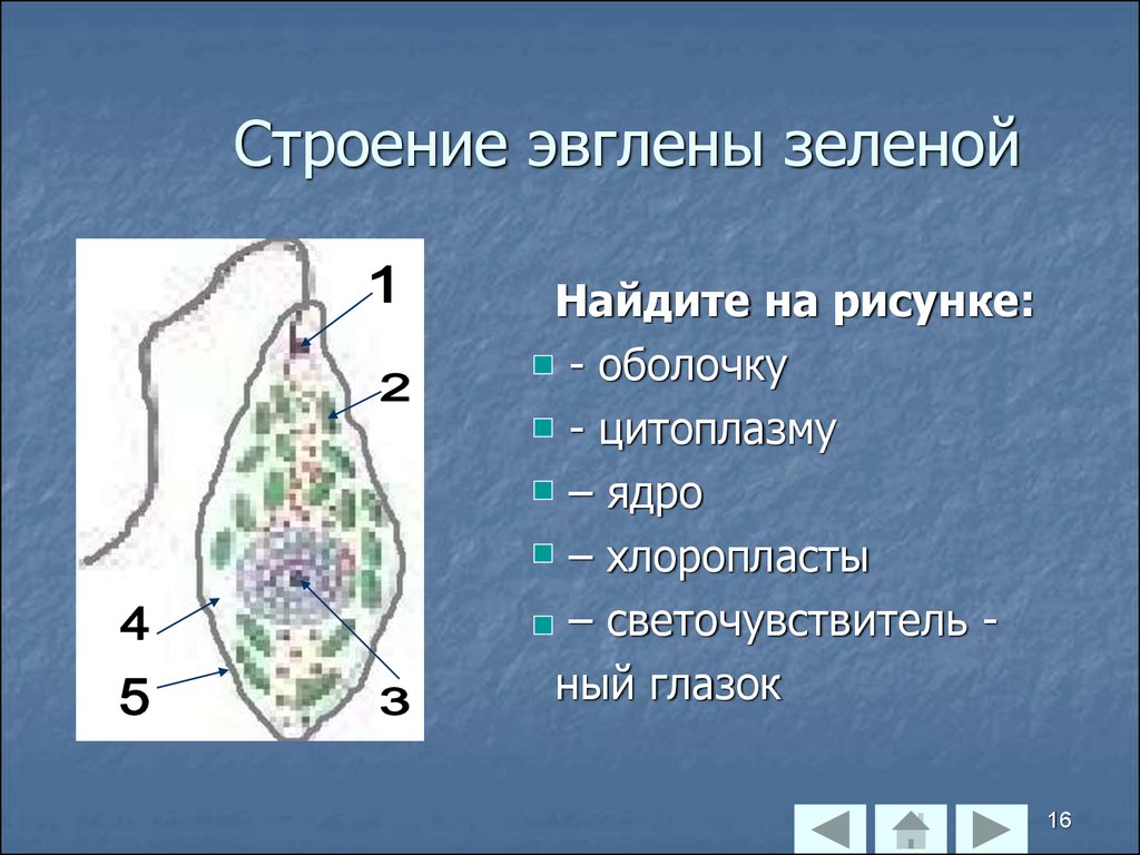 Почему Эвглену Зелёную, Амебу и Инфузорию относят к Царству 