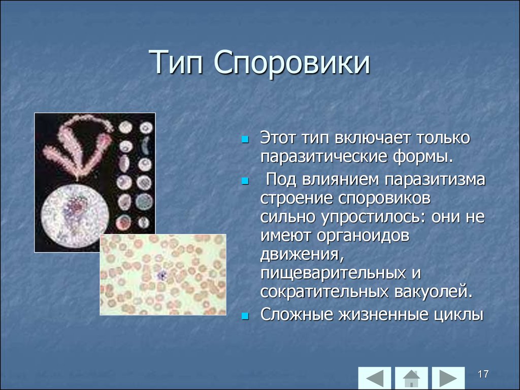 В процессе эволюции паразитический образ жизни. К простейшим типа Споровики относятся. Форма клетки споровиков. Класс Споровики представители. Споровики паразиты строение.