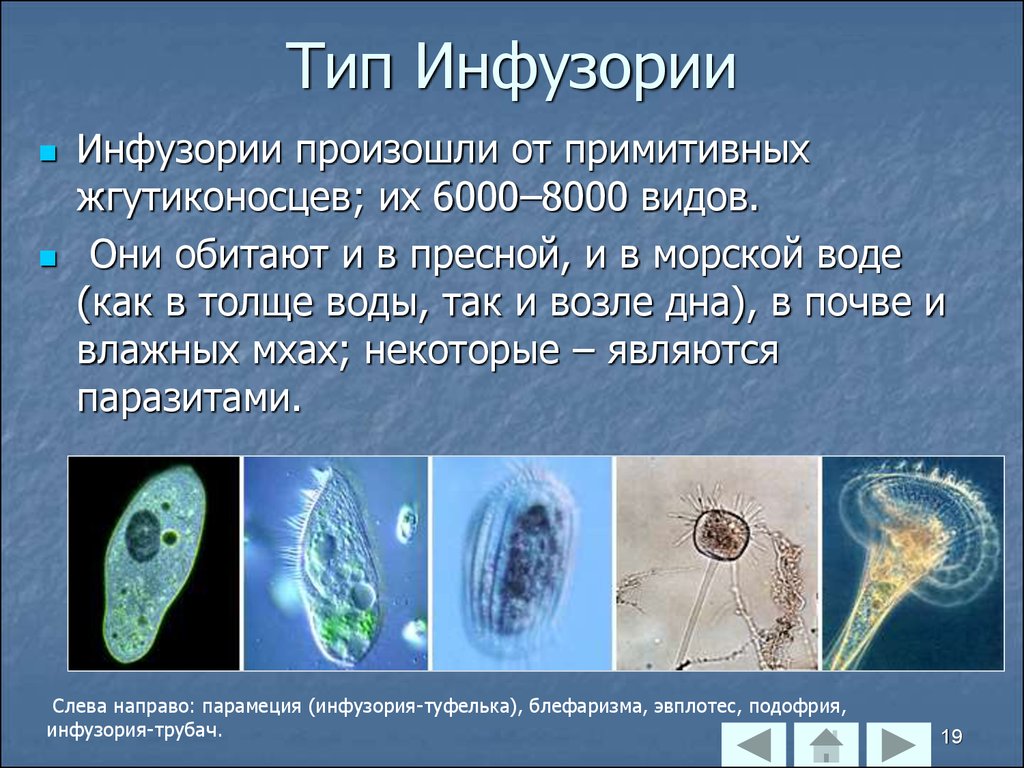 Одноклеточные животные презентация