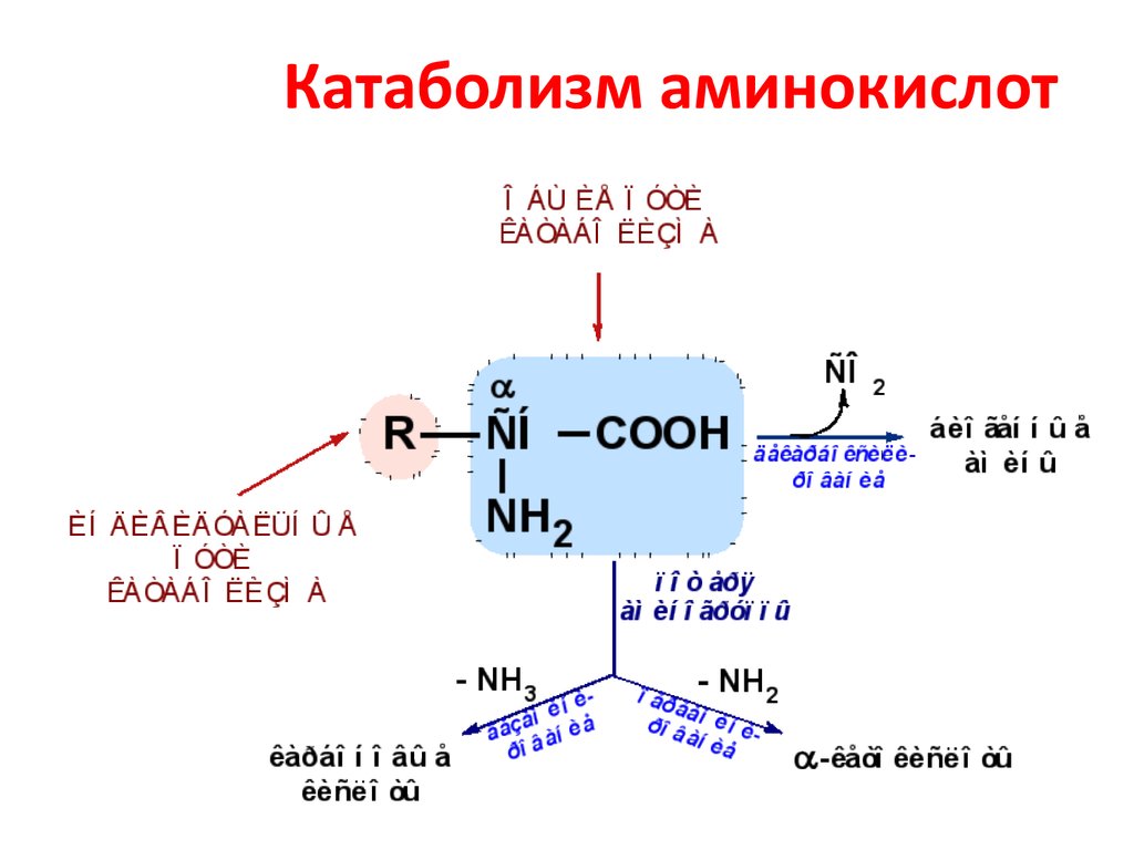 Пул аминокислот. Катаболизм аминокислот схема. Общая схема катаболизма аминокислот. Общие пути катаболизма аминокислот биохимия. Катаболизм гистидина биохимия.