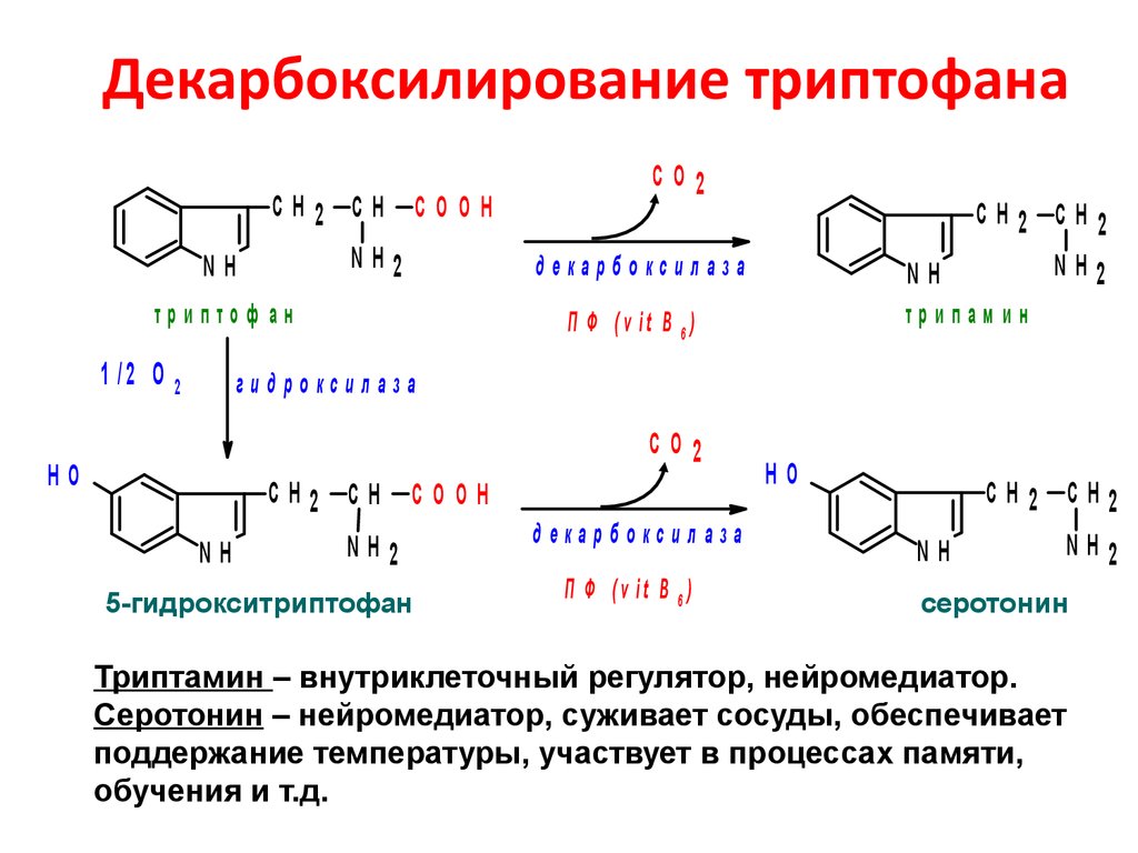 Декарбоксилирование аминокислот реакция. Декарбоксилирование триптофана реакция. Продукт декарбоксилирования триптофана. Схемы реакций декарбоксилирования аминокислот. Лекарбоксилиповпгие три.