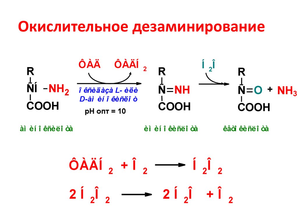 Окислительное дезаминирование глутаминовой кислоты