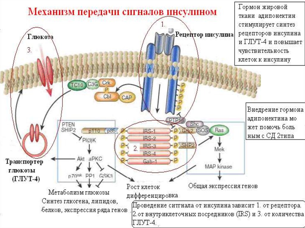 Передача сигналов. Инсулин механизм передачи сигнала в клетку. Схема строения инсулинового рецептора. Тирозинкиназный механизм действия инсулина. Рецептор инсулина и механизм действия.