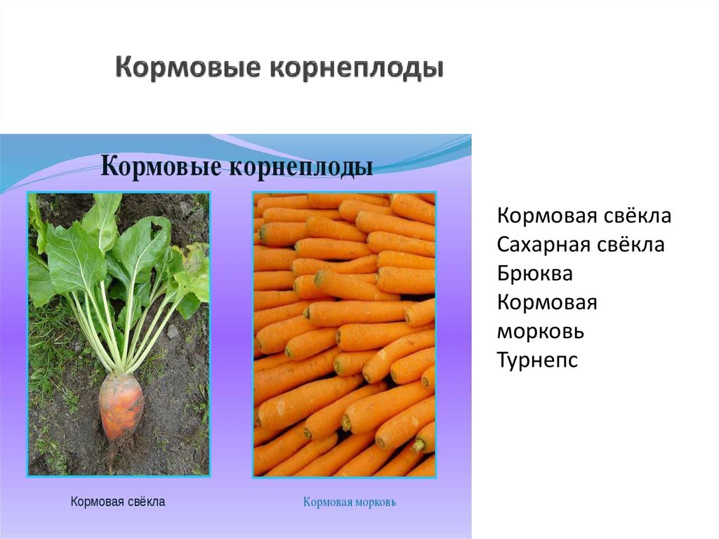 Морковь является растением. Свёкла кормовая корнеплоды. Кормовые культурные растения. Корнеплодные культурные растения. Кормовые культуры презентация.