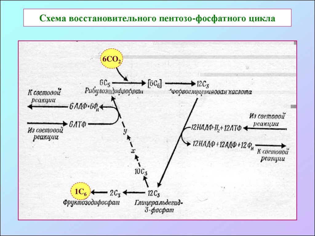 Темновые реакции. Цикл Кальвина в фотосинтезе. Цикл Кальвина схема. Цикл Кальвина в фотосинтезе схема. Восстановительная фаза цикла Кальвина.
