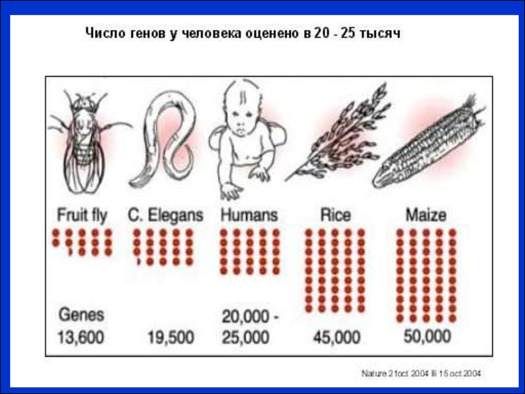 Геном человека таблица. Число генов у человека. Количество генов в геноме человека. Геном человека цифры. Ядерный геном человека.