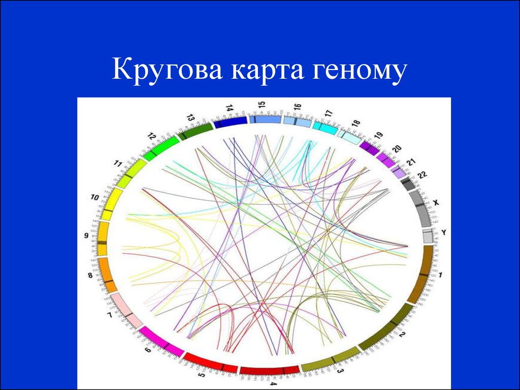 Карта генома человека