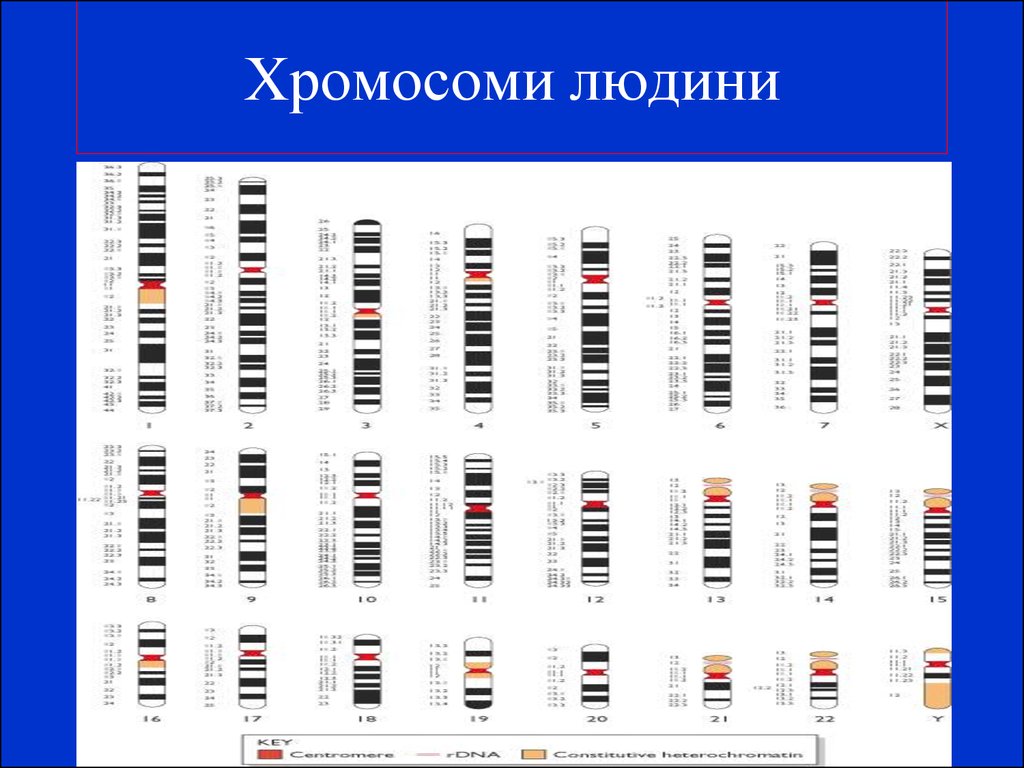 Хромосоми людини