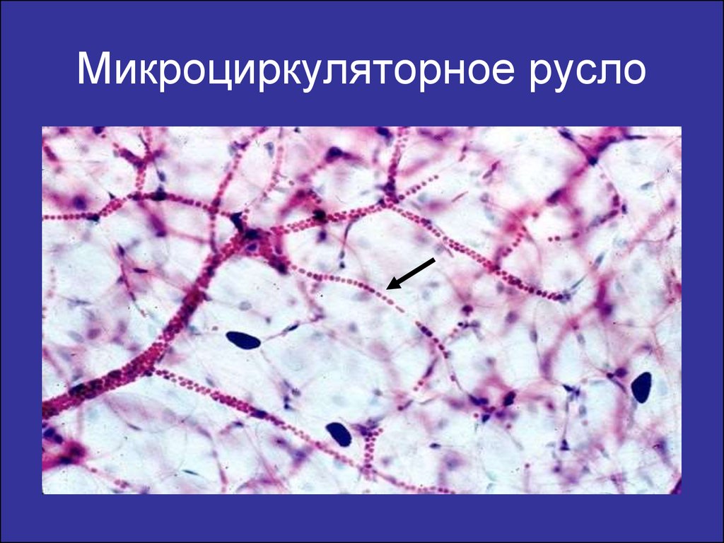 Микроциркуляторное русло презентация