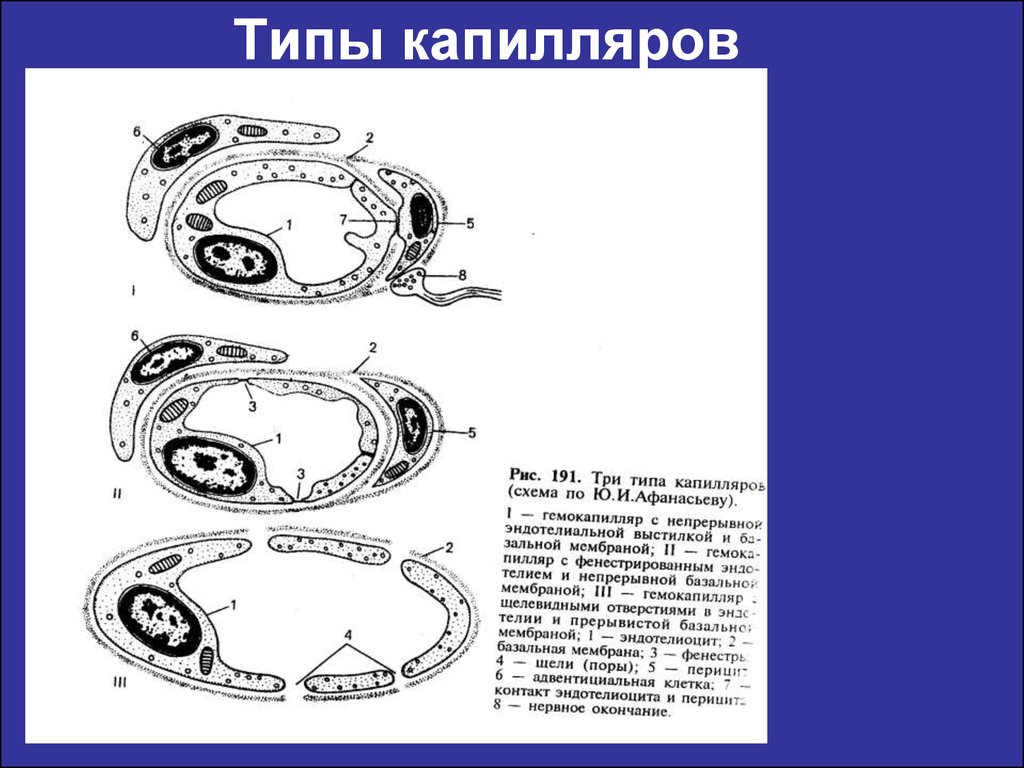 Адвентициальные клетки рисунок